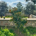 Olive Branch فيلة *