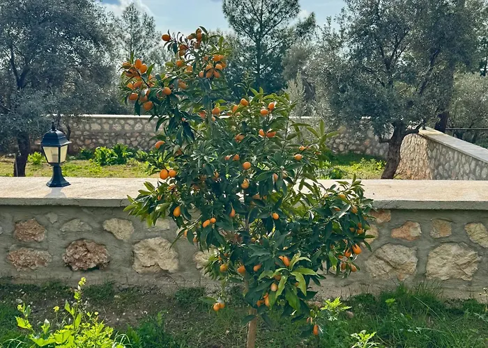 Olive Branch Villa *